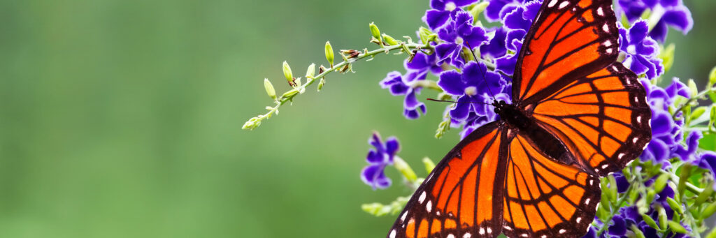 Strengthening Coordinated Assessment System (CAS) Implementation: 5 Steps for Provider Agencies